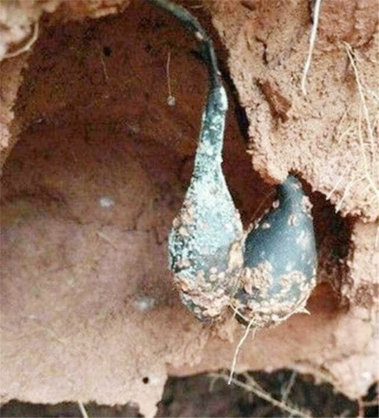 Có tên khoa học là Xylaria nigripes (Klotzsch) Cooke, sâm ô linh thực chất là một loại nấm. Chúng thường sinh trưởng trong tổ kiến trắng hoặc tổ mối bỏ hoang. Loại nấm này rất hiếm nên không dễ tìm thấy.