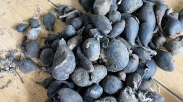 Dù không biết những "quả bóng" đen sì là gì nhưng lão nông cho rằng chúng khá đặc biệt nên quyết định mang chúng về nhà. Khi ông kể với mọi người về việc tìm thấy những "quả bóng" kỳ lạ trên, họ cũng không biết đó là gì. Một vài người đề nghị ông đem chúng lên thành phố và nhờ các chuyên gia thẩm định.