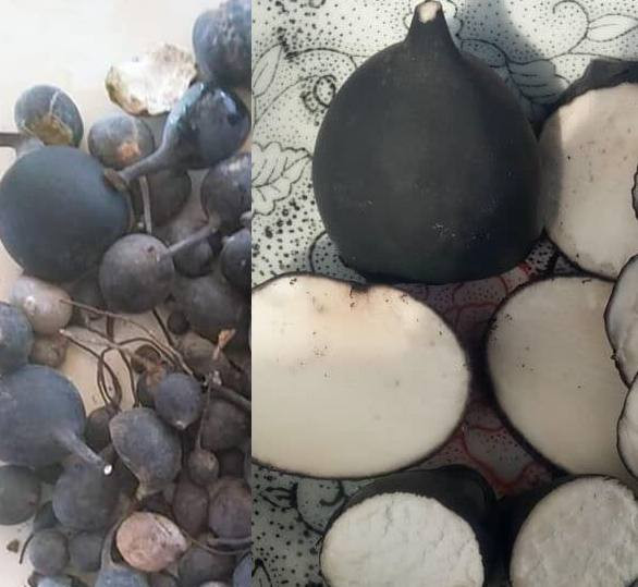 Sâm ô linh có bề ngoài đen sẫm trong khi bên trong có màu trắng.