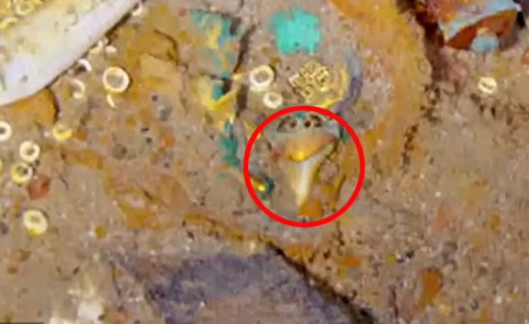 Cá mập megalodon nhanh hơn bất kỳ loài cá mập nào còn sống ngày nay. Không những vậy, chúng còn có kích thước "khủng" đến mức có thể ăn thịt một con cá voi sát thủ, còn gọi là cá heo đen lớn, cá hổ kình (orca), chỉ sau 5 lần cắn.