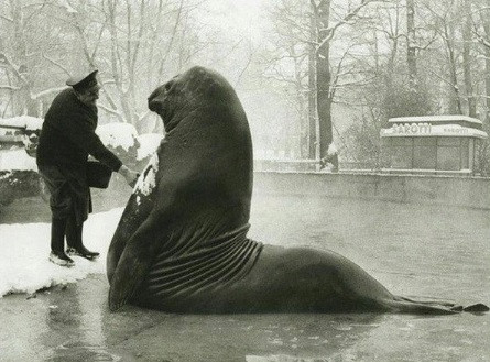Con voi biển nặng tới khoảng 2 tấn "tắm tuyết" tại Vườn thú Berlin, Đức. Ảnh chụp vào khoảng năm 1930.
