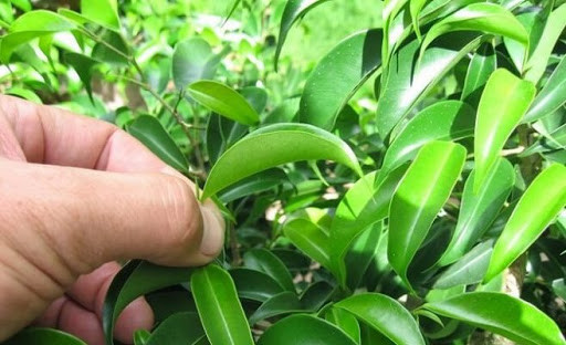 Theo truyền thống từ xa xưa, vào đêm trước ngày mùng 5 tháng 5 Âm lịch, phụ nữ và trẻ em thường đi lấy lá móng về nhuộm móng tay, móng chân. Lá móng được người dân giã nhỏ rồi thêm vài giọt nước chanh.