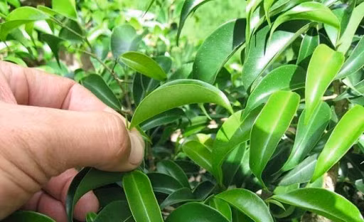 Theo truyền thống từ xa xưa, vào đêm trước ngày mùng 5 tháng 5 Âm lịch, phụ nữ và trẻ em thường đi lấy lá móng về nhuộm móng tay, móng chân. Lá móng được người dân giã nhỏ rồi thêm vài giọt nước chanh.