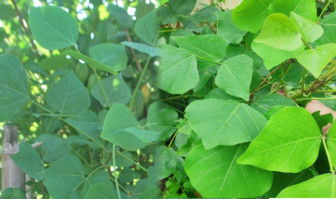 Sau đó, họ trộn đều lên rồi đắp vào các móng tay, móng chân. Kế đến, người dân dùng lá vông hoặc lá mướp, sợi rơm buộc lại. Vào sáng sớm ngày mùng 5 tháng 5 Âm lịch, họ sẽ cởi sợi rơm ra và thấy các móng sẽ có màu đỏ tươi.