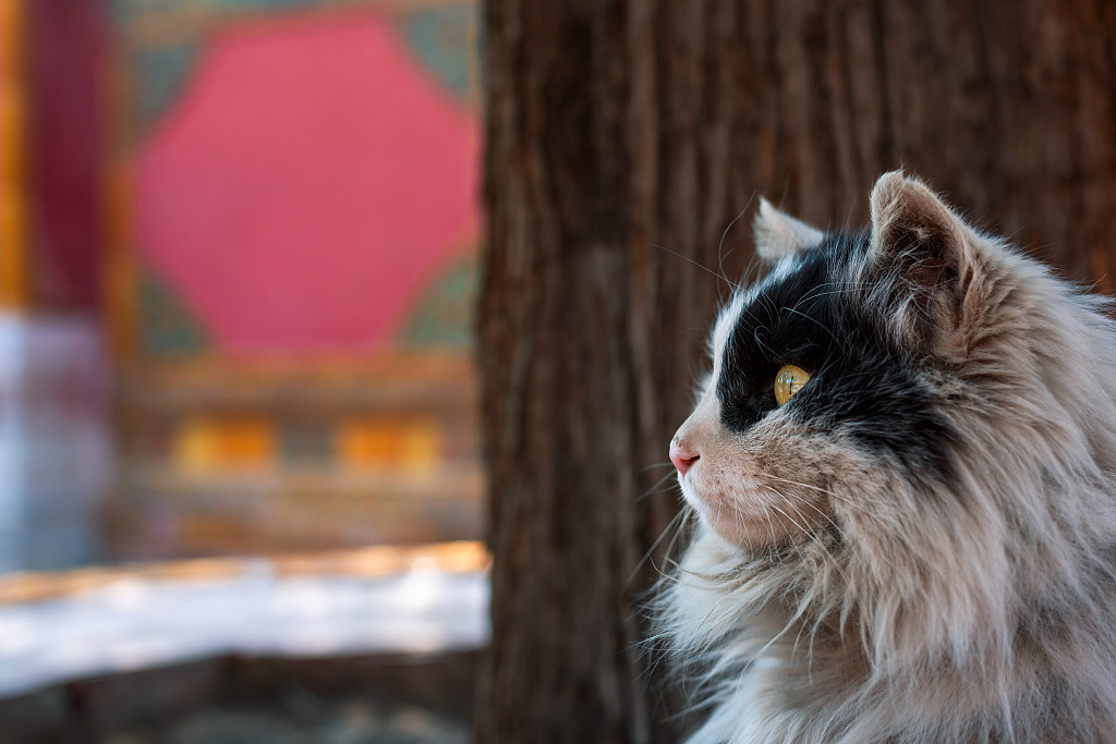 Việc nuôi mèo trong Tử Cấm Thành được các chuyên gia đánh giá mang lại hiệu quả tốt. Vì vậy, ban quản lý di tích Tử Cấm Thành đã tiết lộ với công chúng một số bí mật thú vị về những con mèo sống trong cung điện hoàng gia.