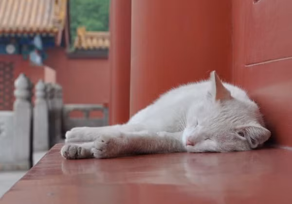 Dưới thời phong kiến, một số hoàng đế, phi tần của nhà Minh và nhà Thanh rất thích mèo. Do đó, họ đã nuôi một số con mèo làm thú cưng.