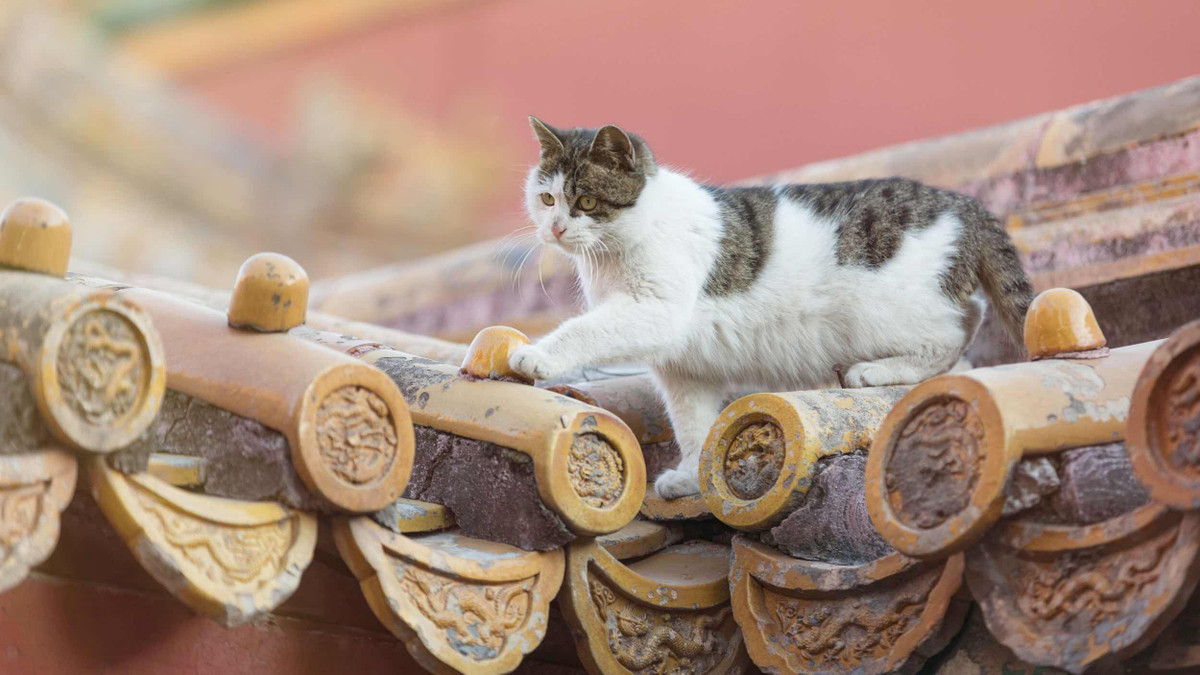 Những con mèo được thành viên hoàng tộc nuôi thường thuộc các giống mèo tốt nhất, đẹp nhất và quý nhất. Chúng còn được các cung nữ, thái giám chăm sóc cực tốt.