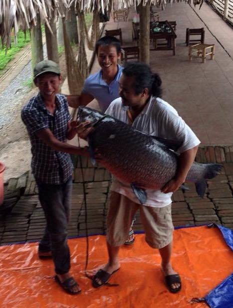 Vào tháng 5/2016, anh Bùi Ngọc Hải ở Thường Tín đã ra một hồ câu (rộng khoảng 6ha) ở Thường Tín, Hà Nội để câu cá. Sau một lúc thả câu, anh Hải câu được một con cá trắm đen nặng 34 kg, dài hơn 1m. Đây không phải là lần đầu anh Hải câu được cá khủng. Lần trước, anh câu được một con cá trắm đen nặng 23 kg cũng ở hồ câu trên. Đây không phải là lần đầu anh Hải câu được cá khủng. Lần trước, anh câu được một con cá trắm đen nặng 23 kg cũng ở hồ câu trên. Ảnh: Dân Việt.