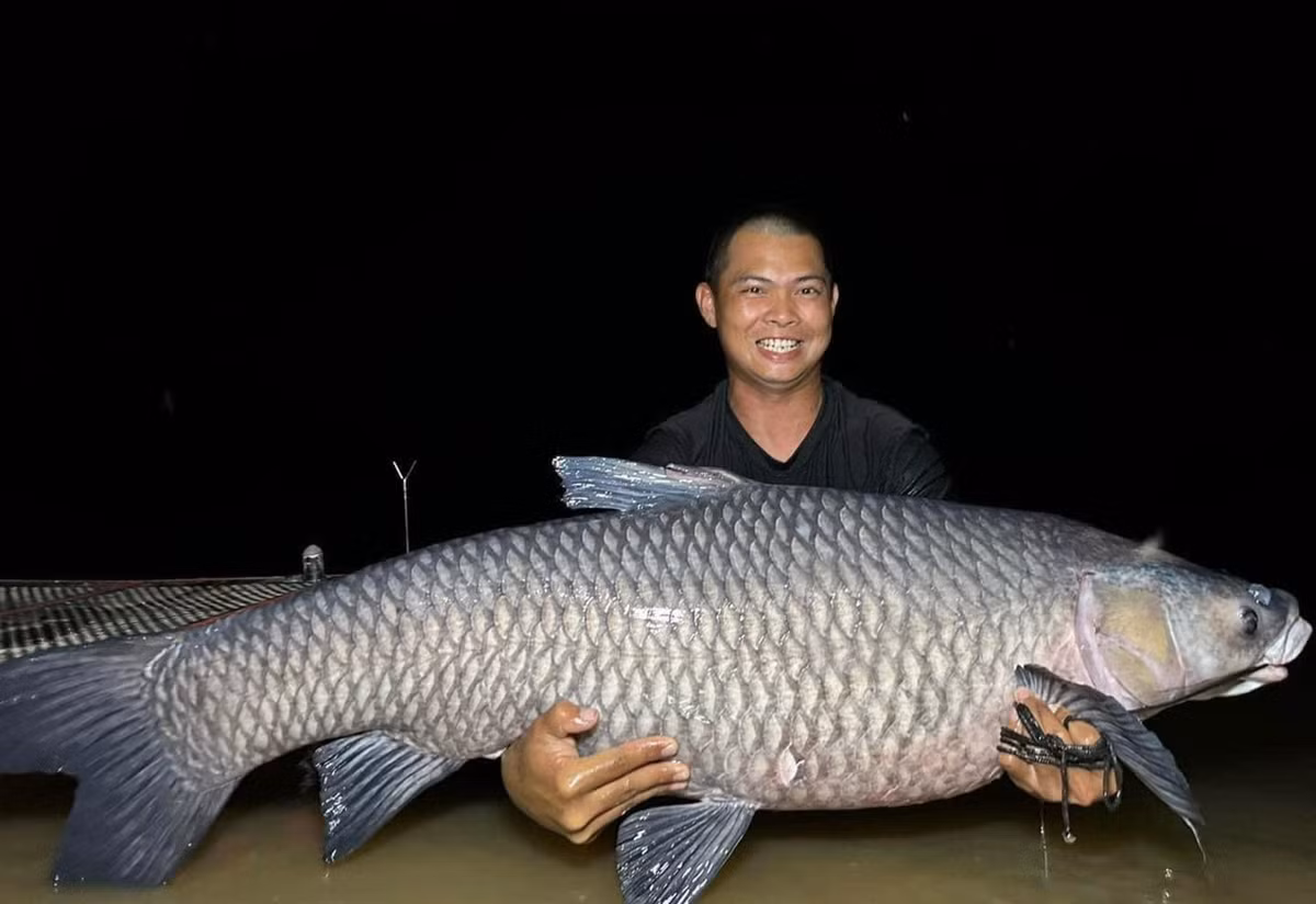 Vào tối 15/6, nhóm thợ câu của anh Hòa bất ngờ câu được một con cá trắm đen nặng 40,5 kg sau 7 ngày cắm câu ở đập Khe Là (xã Phú Sơn, huyện Tân Kỳ, Nghệ An). Do con cá có trọng lượng khủng nên 4 người hợp sức mới đưa nó lên bờ được lên bờ. Ảnh: Vietnamnet.