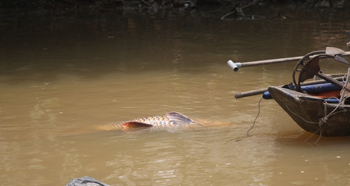 Con cá hô vàng quý hiếm có chiều dài khoảng 1,5m, rộng khoảng 80 cm. Ngư dân sau đó đem bán cho vựa thu mua tôm cá ở huyện Mang Thít và được cơ sở này chuyển lên TP Hồ Chí Minh bán cho các nhà hàng với giá 2,5 triệu đồng/kg. Theo đó, tổng trị giá con cá lên đến hơn 312 triệu đồng.