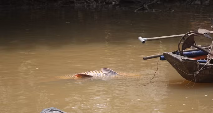 Con cá hô vàng quý hiếm có chiều dài khoảng 1,5m, rộng khoảng 80 cm. Ngư dân sau đó đem bán cho vựa thu mua tôm cá ở huyện Mang Thít và được cơ sở này chuyển lên TP Hồ Chí Minh bán cho các nhà hàng với giá 2,5 triệu đồng/kg. Theo đó, tổng trị giá con cá lên đến hơn 312 triệu đồng.