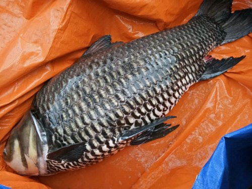 Theo anh Dũng, để bắt được con cá này, anh phải vật lộn với nó hàng chục phút. Con cá cố gắng thoát thân nên làm lưới rách vài chỗ. Vì vậy, anh đã nhảy xuống sông ôm con cá rồi kéo vào thuyền. Về sau, anh Dũng đem bán con cá hô "khủng" trên với giá gần 90 triệu đồng.