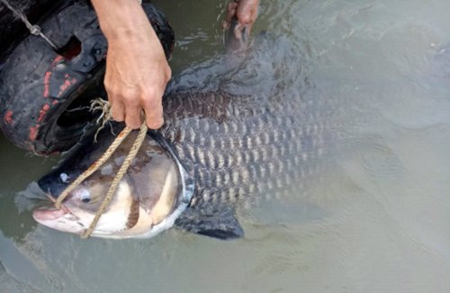 Vào tối 27/4/2017, anh Trần Minh Dũng (37 tuổi, ngụ quận 9) chèo thuyền thu lưới trên sông Đồng Nai - khu vực cù lao Đại Phước thì bắt được con cá hô nặng gần 60 kg, dài hơn 1m.
