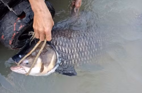 Vào tối 27/4/2017, anh Trần Minh Dũng (37 tuổi, ngụ quận 9) chèo thuyền thu lưới trên sông Đồng Nai - khu vực cù lao Đại Phước thì bắt được con cá hô nặng gần 60 kg, dài hơn 1m.