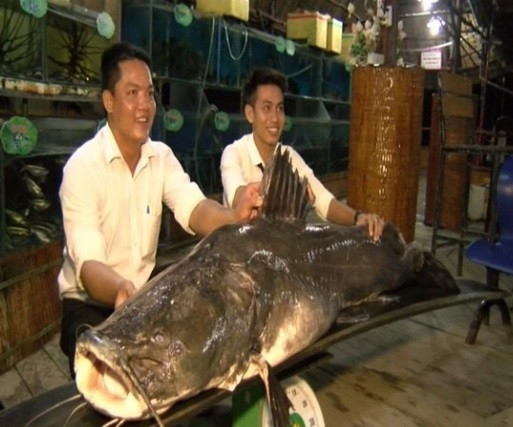 Vào ngày 5/6/2018, trên sông Tiền thuộc khu vực tỉnh Đồng Tháp, một người dân đã bắt được con cá lăng sông nặng hơn 100 kg, chiều dài hơn 2,2m, chiều rộng 1,1m . Đây là một trong những "thủy quái" khủng mà con người bắt được trên sông Tiền.