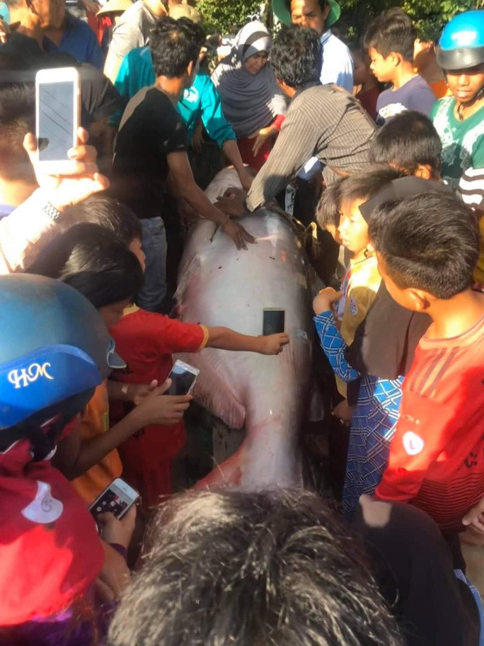 Ngay sau khi bắt được và xác định đây là cá tra dầu quý hiếm, ngư dân đã gọi điện thoại cho thương lái hoặc nhà hàng đến để bán với giá 200.000 đồng/kg.