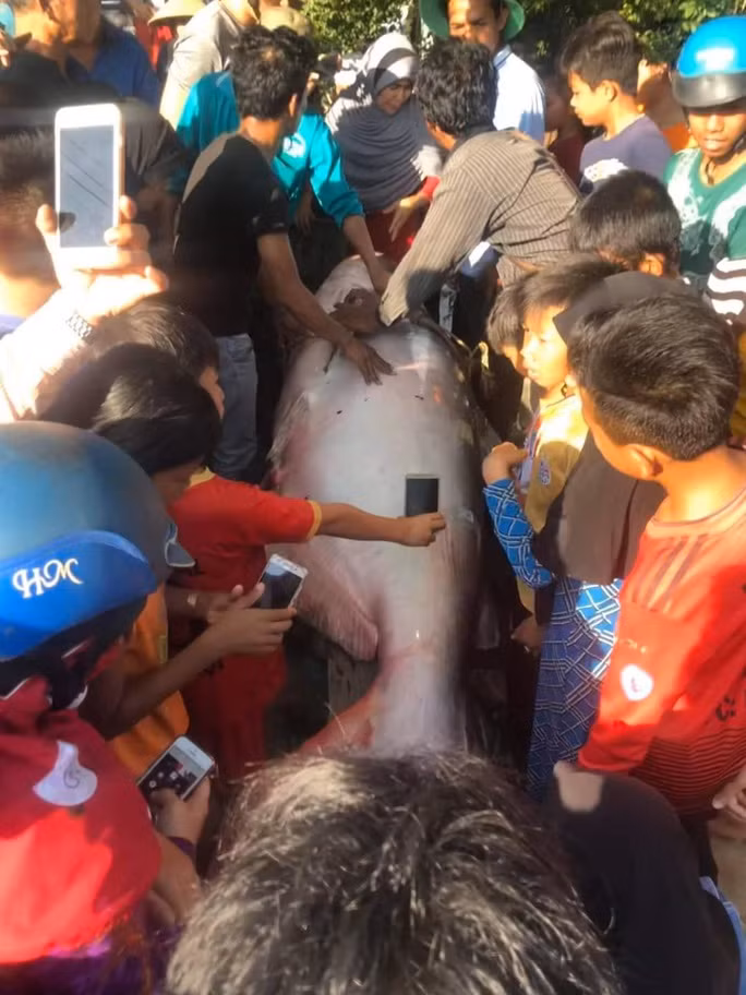 Ngay sau khi bắt được và xác định đây là cá tra dầu quý hiếm, ngư dân đã gọi điện thoại cho thương lái hoặc nhà hàng đến để bán với giá 200.000 đồng/kg.