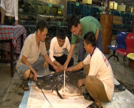 Ngay trong đêm hôm ấy, con cá lăng nặng hơn 100 kg được chủ nhân bán cho Khu ẩm thực sinh thái Đầm Sen tại thành phố Cao Lãnh.