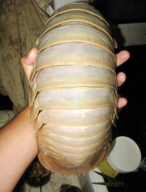 Bọ biển khổng lồ có vỏ cứng màu xám đen trong khi thịt có màu trắng đục như những loại tôm khác.