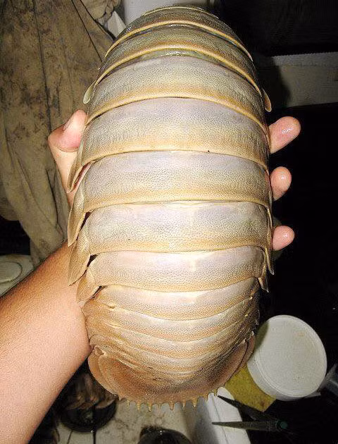 Bọ biển khổng lồ có vỏ cứng màu xám đen trong khi thịt có màu trắng đục như những loại tôm khác.