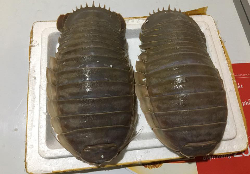 Bọ biển cùng họ với tôm, chân cẳng vạm vỡ, vỏ cứng màu xám đen, mình trùng trục thịt. Nhiều ngư dân gọi bọ biển khổng lồ là "xe tăng lội nước" vì chúng sống dưới đáy biển sâu.