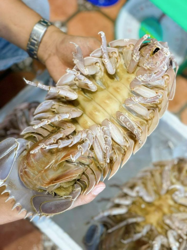 Giá của bọ biển khổng lồ khá đắt do loại hải sản này khá hiếm và không dễ đánh bắt. Loại hải sản này được đánh bắt hoàn toàn tự nhiên tại các vùng biển ở Việt Nam như: tỉnh Khánh Hòa, Phú Yên, Quảng Ngãi,... Thực khách thường phải đặt trước cả tháng mới có thể mua được loại hải sản đặc biệt này về thưởng thức.