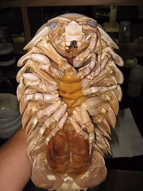 Những con bọ biển khổng lồ nặng hơn 2 kg có giá khoảng 5 triệu đồng một con. Trong khi đó, loại nặng khoảng 0,5 - 1 kg được bán với giá khoảng 1,6 triệu đồng một kg. Loại nặng khoảng 1,8 - 2 kg có giá dao động từ 2,1-2,6 triệu đồng một kg.