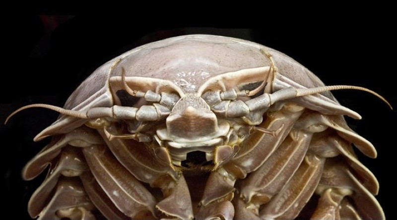 Khi trưởng thành, chiều dài cơ thể của bọ biển có thể đạt 19 - 37 cm. Chúng có 7 cặp chân khớp giống như chân tôm mũ ni nhưng kích thước lớn hơn.