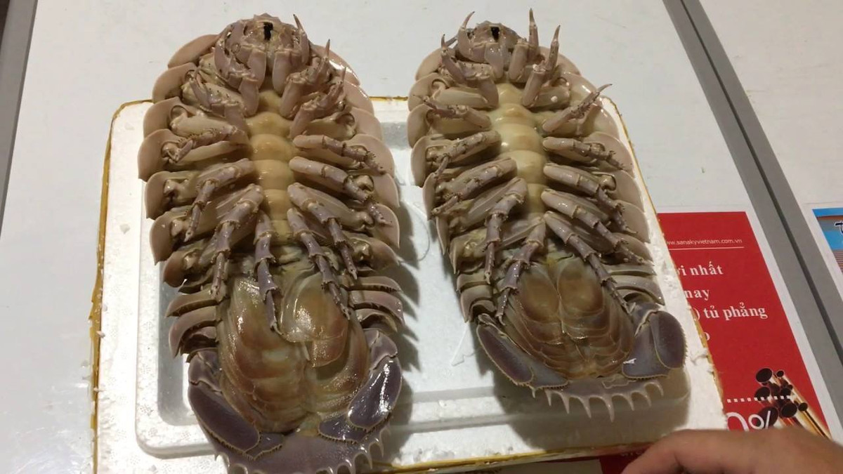 Khi luộc hoặc hấp, thịt bọ biển có mùi thơm thoang thoảng và ngọt thanh.