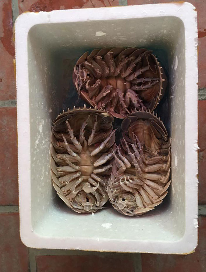 Cũng thuộc dòng họ tôm nhưng chất thịt của bọ biển được đánh giá cao hơn. Lượng thịt của bọ biển hoàn toàn nằm dưới phần mai.