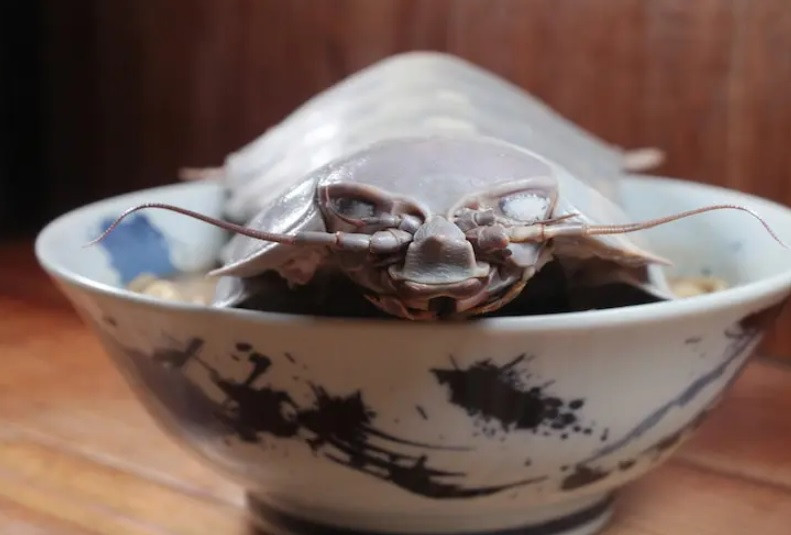 Loại hải sản quý trong món mì đang "nổi rần rần" trên mạng xã hội chính là bọ biển khổng lồ.