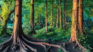 Vào năm 1958, một học sinh cấp 2 họ Trần sống ở huyện Nhiêu Hà, thành phố Song Áp Sơn, tỉnh Hắc Long Giang, Trung Quốc thường lên ngọn núi nhỏ gần nhà để nhặt củi khô nhằm giúp đỡ gia đình. Trong một lần lên núi, tiểu Trần tình cờ nhặt được chiếc lá mà cậu không ngờ rằng đó là bảo vật.