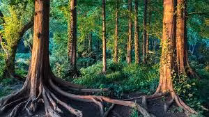 Vào năm 1958, một học sinh cấp 2 họ Trần sống ở huyện Nhiêu Hà, thành phố Song Áp Sơn, tỉnh Hắc Long Giang, Trung Quốc thường lên ngọn núi nhỏ gần nhà để nhặt củi khô nhằm giúp đỡ gia đình. Trong một lần lên núi, tiểu Trần tình cờ nhặt được chiếc lá mà cậu không ngờ rằng đó là bảo vật.