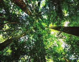 Sau một loạt kiểm tra tỉ mỉ, các nhà nghiên cứu xác định chiếc lá mà tiểu Trần tìm thấy có niên đại hơn 6.000 tuổi. Theo đó, đây là một bảo vật quý hiếm.