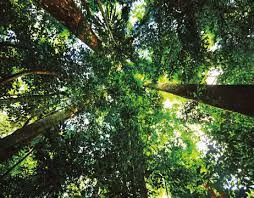 Sau một loạt kiểm tra tỉ mỉ, các nhà nghiên cứu xác định chiếc lá mà tiểu Trần tìm thấy có niên đại hơn 6.000 tuổi. Theo đó, đây là một bảo vật quý hiếm.