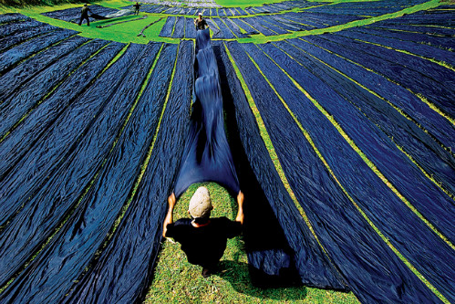 Để làm ra những cuộn tơ vàng óng ả, người dân ở Tân Châu tỉ mỉ từng công đoạn như: trồng dâu, nuôi tằm, ươm tơ, dệt và nhuộm vải. Đây là nghề truyền thống được lưu truyền qua nhiều thế hệ. Ảnh: langnghevietnam.