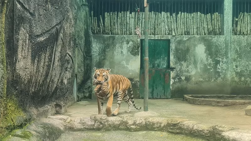 Hai chú hổ con Bengal được đặt tên là Bình và Dương chào đời vào ngày 13/5/2023 tại Thảo cầm viên Sài Gòn. Chúng được đặt tên như vậy nhằm ghi nhận sự hỗ trợ của Chi cục Kiểm lâm tỉnh Bình Dương đã trao tặng 4 con hổ cho Thảo cầm viên, trong đó có mẹ của chúng. Ảnh: Nhân dân.