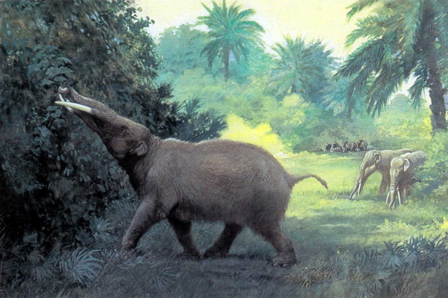 Voi Gomphothere có hình dáng tương tự voi hiện đại, xuất hiện sớm nhất vào cuối kỷ Oligocen (từ khoảng 33,9 đến 23 triệu năm trước) và đã tuyệt chủng. Loài voi này thường sinh sống ở các đồng cỏ, rừng và đầm lầy.