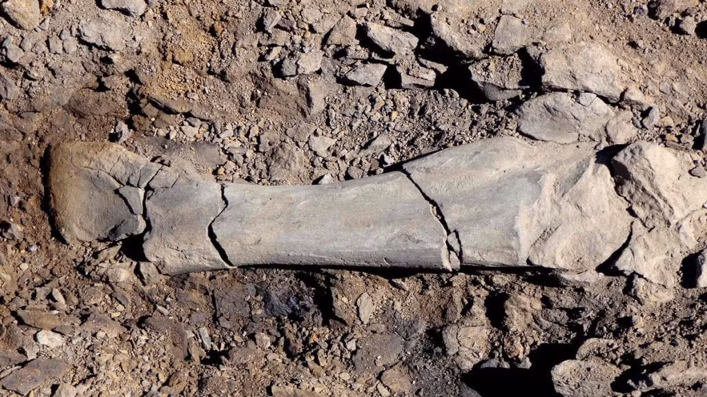 Tên gọi Gonkoken bắt nguồn từ ngôn ngữ Tehuelche - những cư dân đầu tiên trong khu vực - và có nghĩa là “giống như vịt trời hoặc thiên nga”.