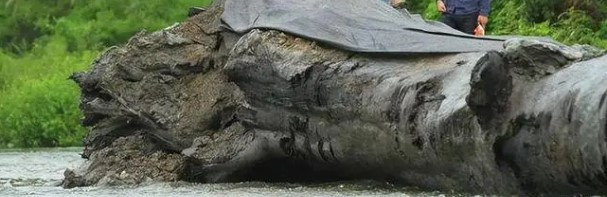 Loại gỗ âm trầm được hình thành từ những cây cổ thụ hàng nghìn, hàng vạn năm tuổi vì một lý do nào đó như mưa bão, động đất... mà bị vùi lấp sâu trong lòng đất. Sau nhiều năm "ngủ vùi" trong lòng đất, những thân cây cổ thụ đó sẽ bị cacbon hóa. Khi ấy, gỗ âm trầm được hình thành với các màu sắc khác nhau như: nâu, xám, đen, xanh đen, tím…