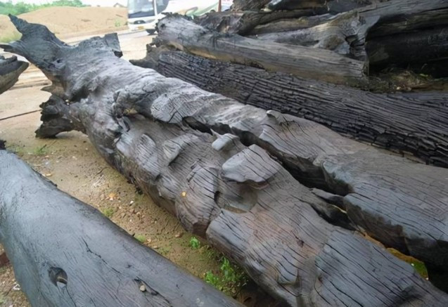 Đến ngày 17/9/2021, chủ dự án đã mời các chuyên gia thuộc Bảo tàng Thành phố Miên Dương và Hiệp hội chạm khắc rễ Kistler Miên Dương đến để thẩm định và đánh giá cây gỗ lớn tìm thấy thuộc loại gì.