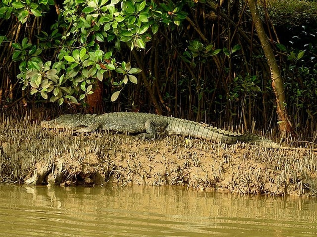 Theo một ghi chép, trong khoảng 1.000 lính Nhật Bản tiến vào đầm lầy, chỉ khoảng 20 người may mắn sống sót trở ra. Những người này đã kể rằng những ngày trong đầm lầy vô cùng khủng khiếp vì họ phải đương đầu với những con cá sấu đói khát, hung dữ suốt cả ngày lẫn đêm cũng như chứng kiến từng đồng đội bị tấn công, ăn thịt.