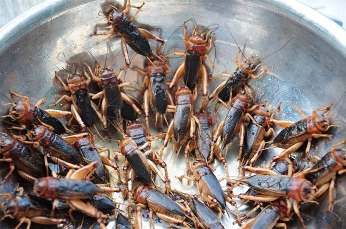 Dế mèn là món khoái khẩu của nhiều người (Ảnh: Dân Trí)