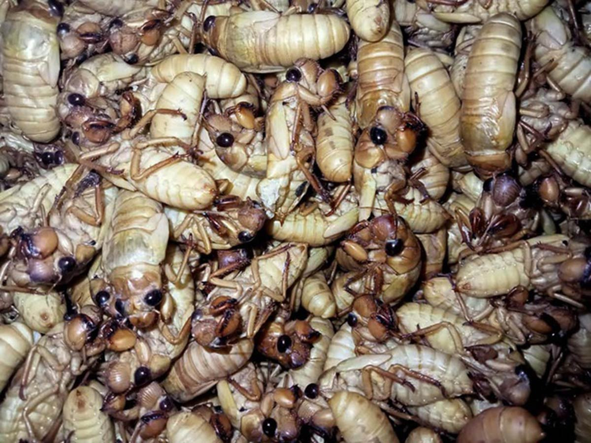 Nhuộng ve sầu có giá đắt đỏ (Ảnh: Dân Trí)