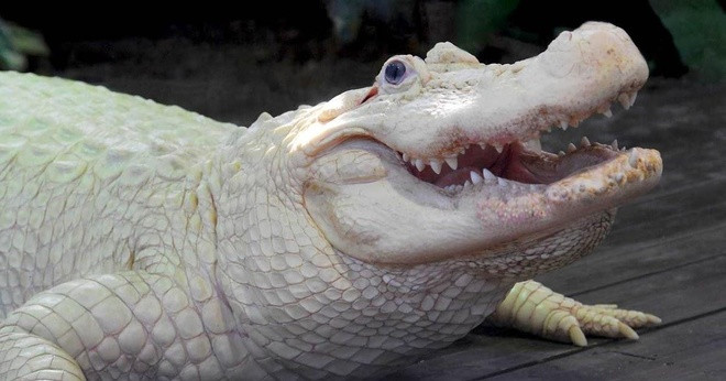 Vườn thú ở Florida, Mỹ có một con cá sấu bạch tạng hiếm gặp.