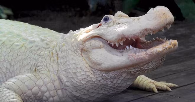 Vườn thú ở Florida, Mỹ có một con cá sấu bạch tạng hiếm gặp.