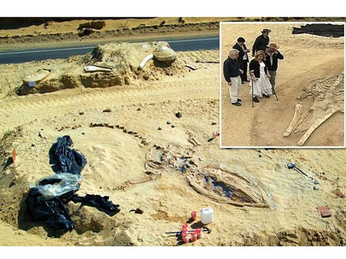 Trước bí ẩn này, một số giả thuyết được đưa ra. Trong đó, một quan điểm cho rằng, những con cá voi đã mất phương hướng và mắc cạn rồi vùi xác tại sa mạc Atacama, cách bờ biển Thái Bình Dương hơn 1 km.