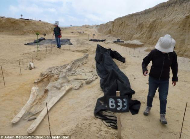 Những hóa thạch cá voi được bảo tồn rất tốt. Các nhà chuyên gia hy vọng với sự phát triển của khoa học - công nghệ, những nghiên cứu trong tương lai có thể giải mã vì sao những con cá voi này chết như thế nào, có chết cùng lúc hay không.