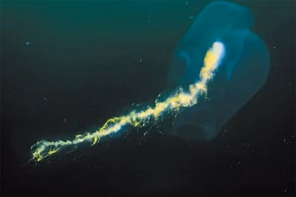 Sứa vòi này có các vòng đồng tâm từ trong ra ngoài, luồn lách dưới đáy biển. Đường kính vòng ngoài cùng của nó có thể lên tới 15 mét, vượt xa cá voi xanh. Nó là một nhóm sinh vật, mỗi cá thể có nhiệm vụ riêng, nhưng tất cả đều phụ thuộc vào một nguồn gốc chung.