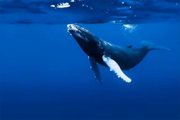 Một số người nghĩ ngay đến cá voi xanh, một sinh vật lớn nhất thế giới, trong khi một số khác nói về con bạch tuộc khổng lồ. Tuy nhiên, sự thật về sinh vật dài nhất thế giới vượt xa những suy đoán này.